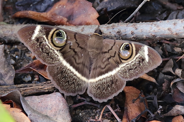 J17_0039 Cream Striped Owl.JPG